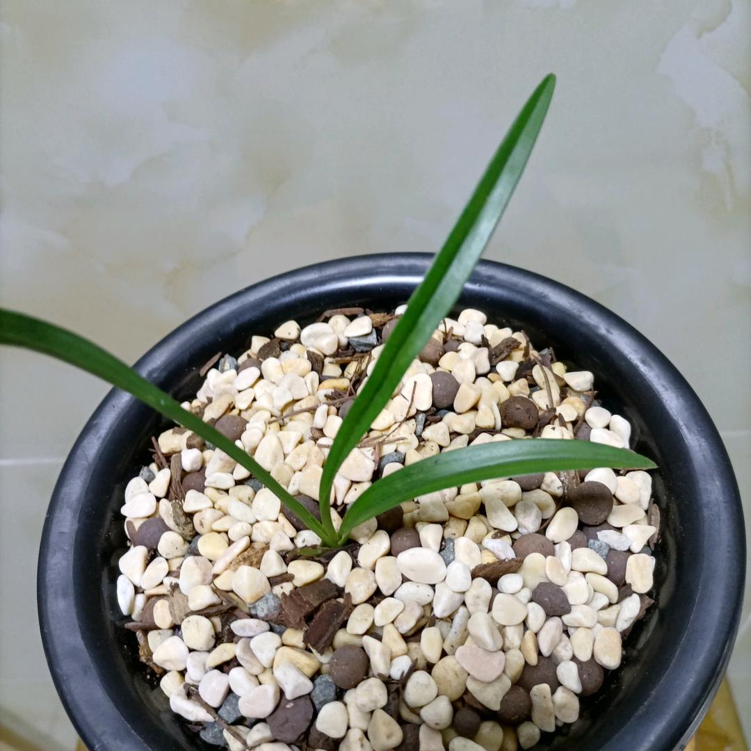 淏汐