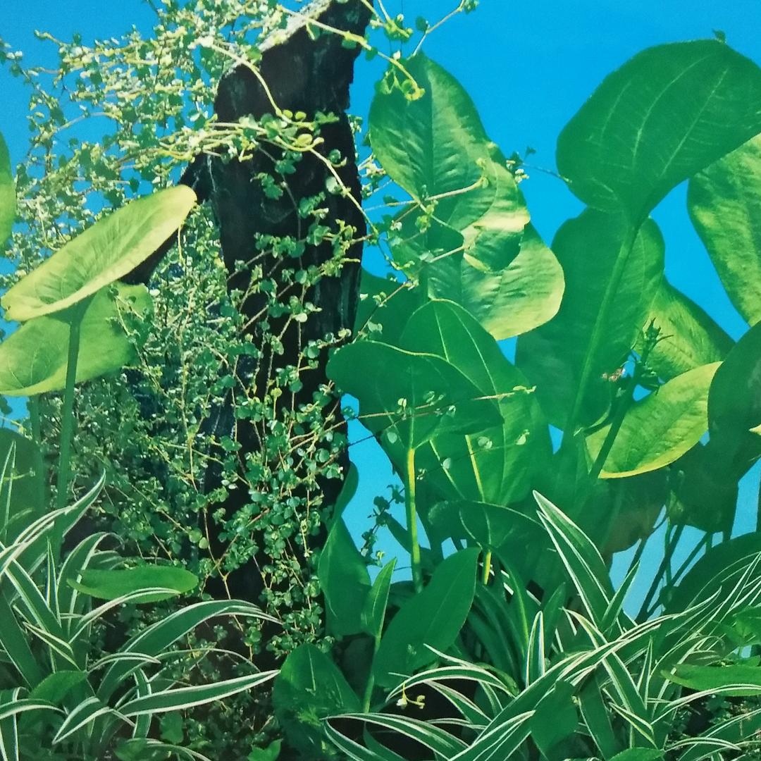 雾里看花终隔一层