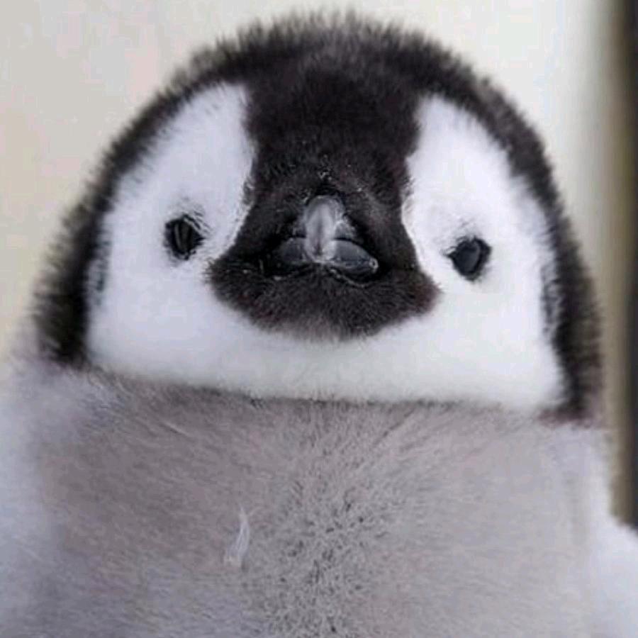 企鹅鹅