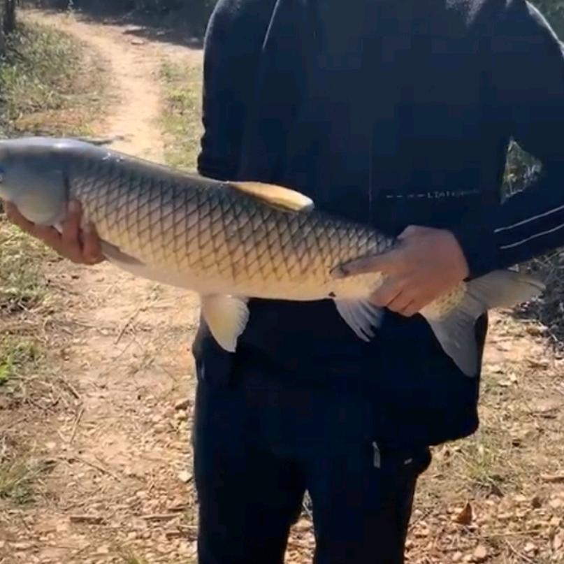 专救溺水的大鱼