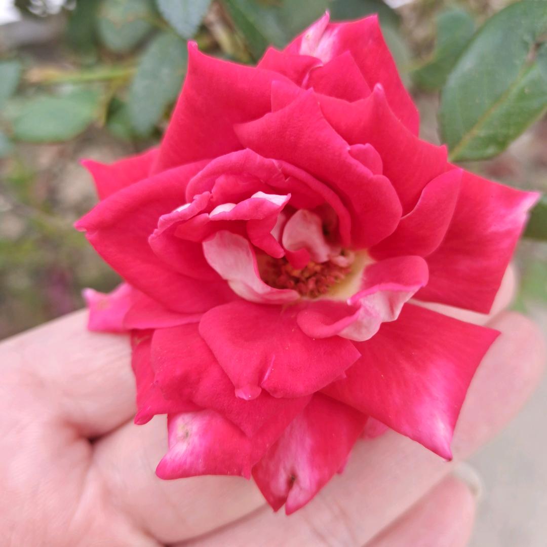 ꦿ陈心᭄໊꧔ꦿ如意᭄ꦿꪟ