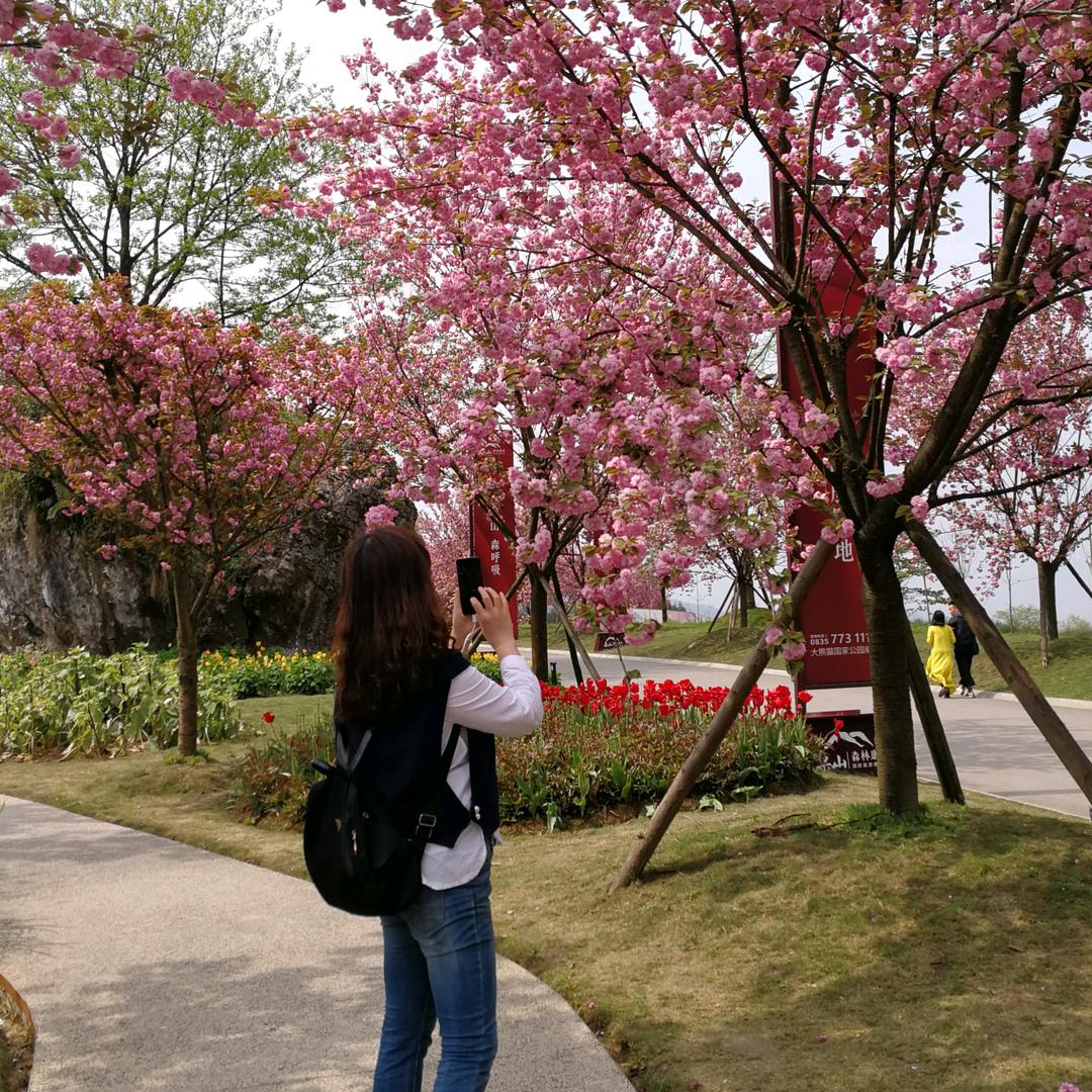 紫梦