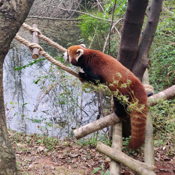 沙地玫瑰