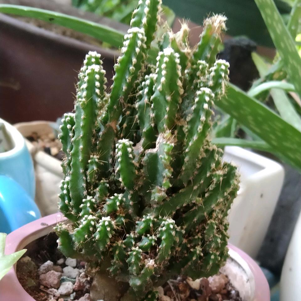 ✨摘草莓的叔叔✨