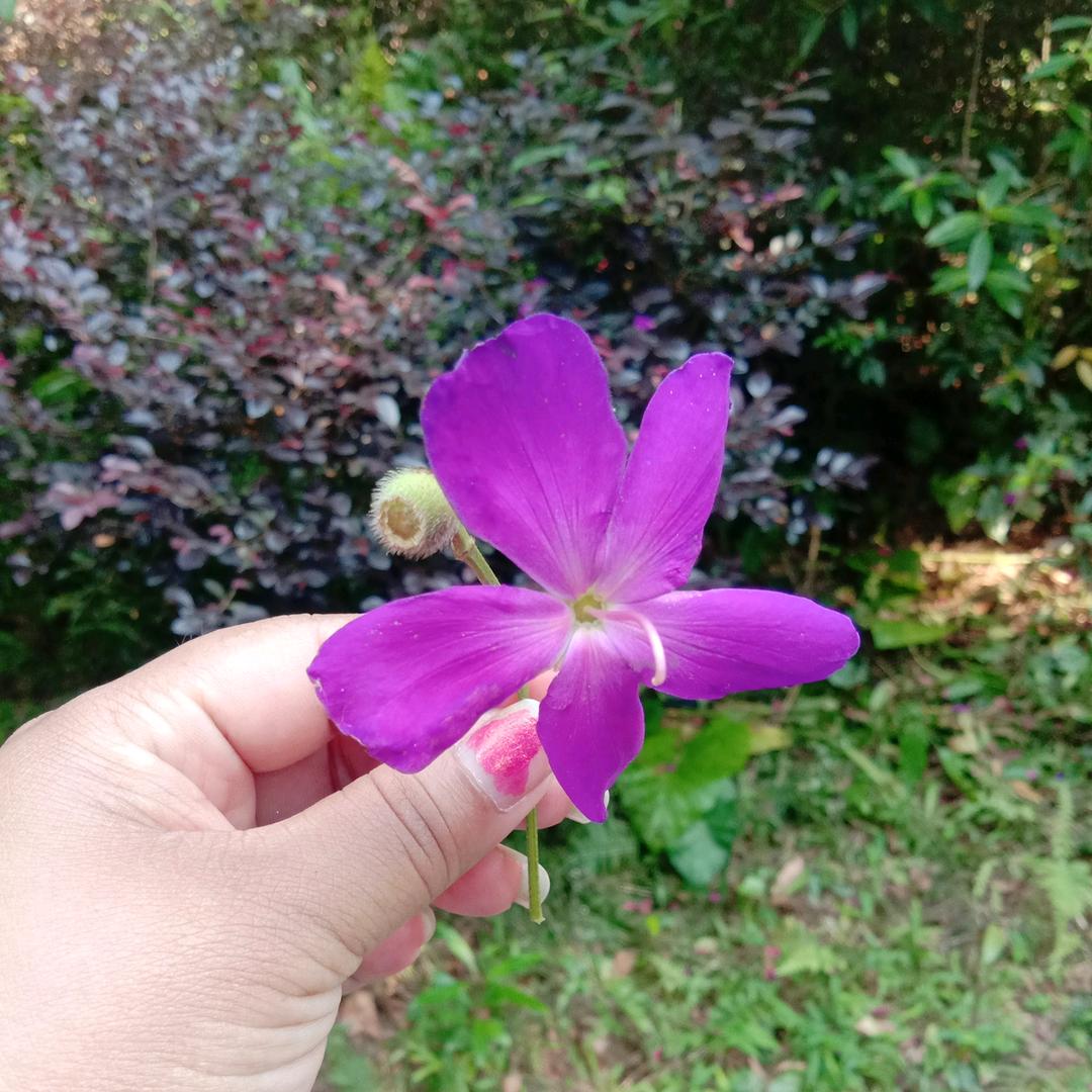 叶🌺