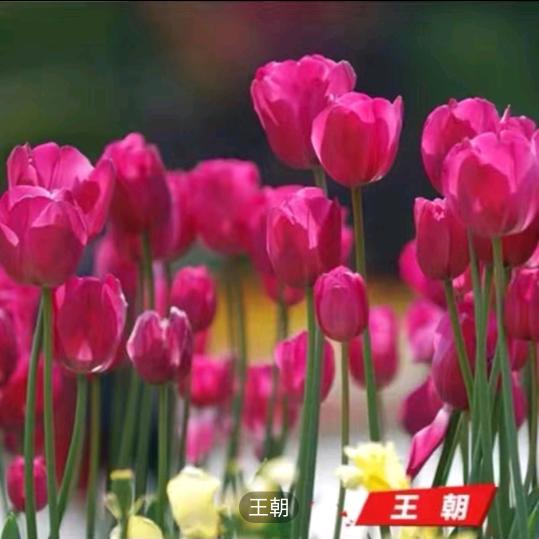 缘江（抖音）