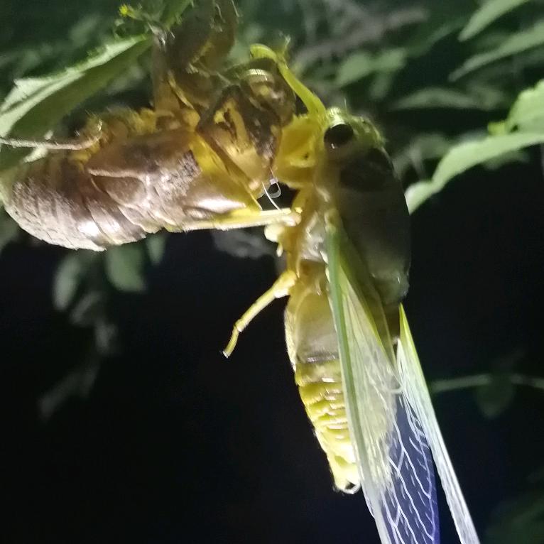 西华卫鸣金蝉养殖