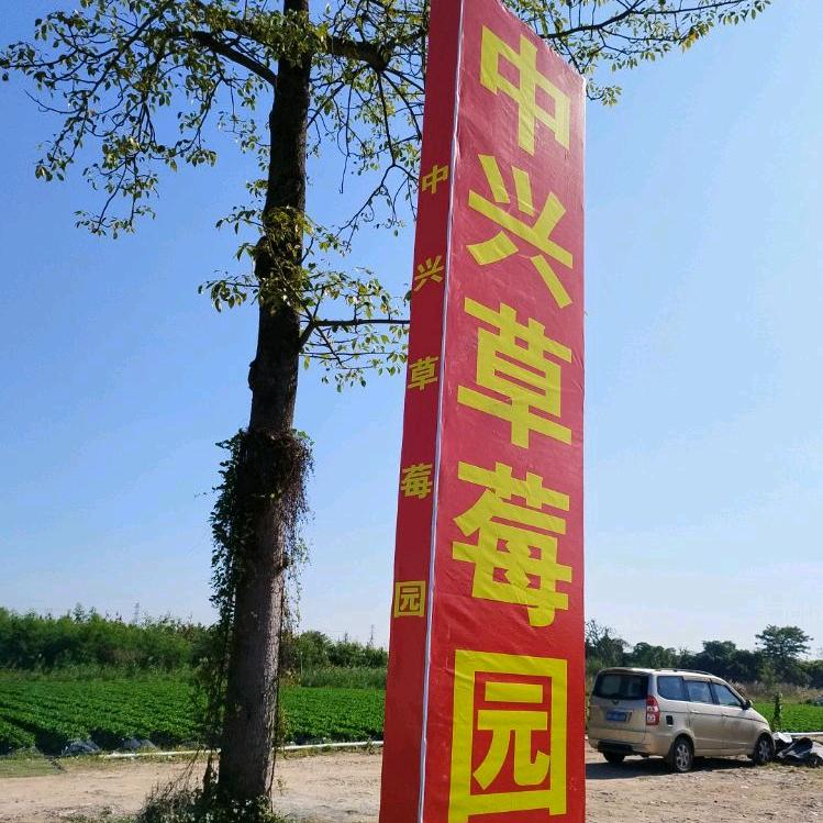 古镇中兴草莓园