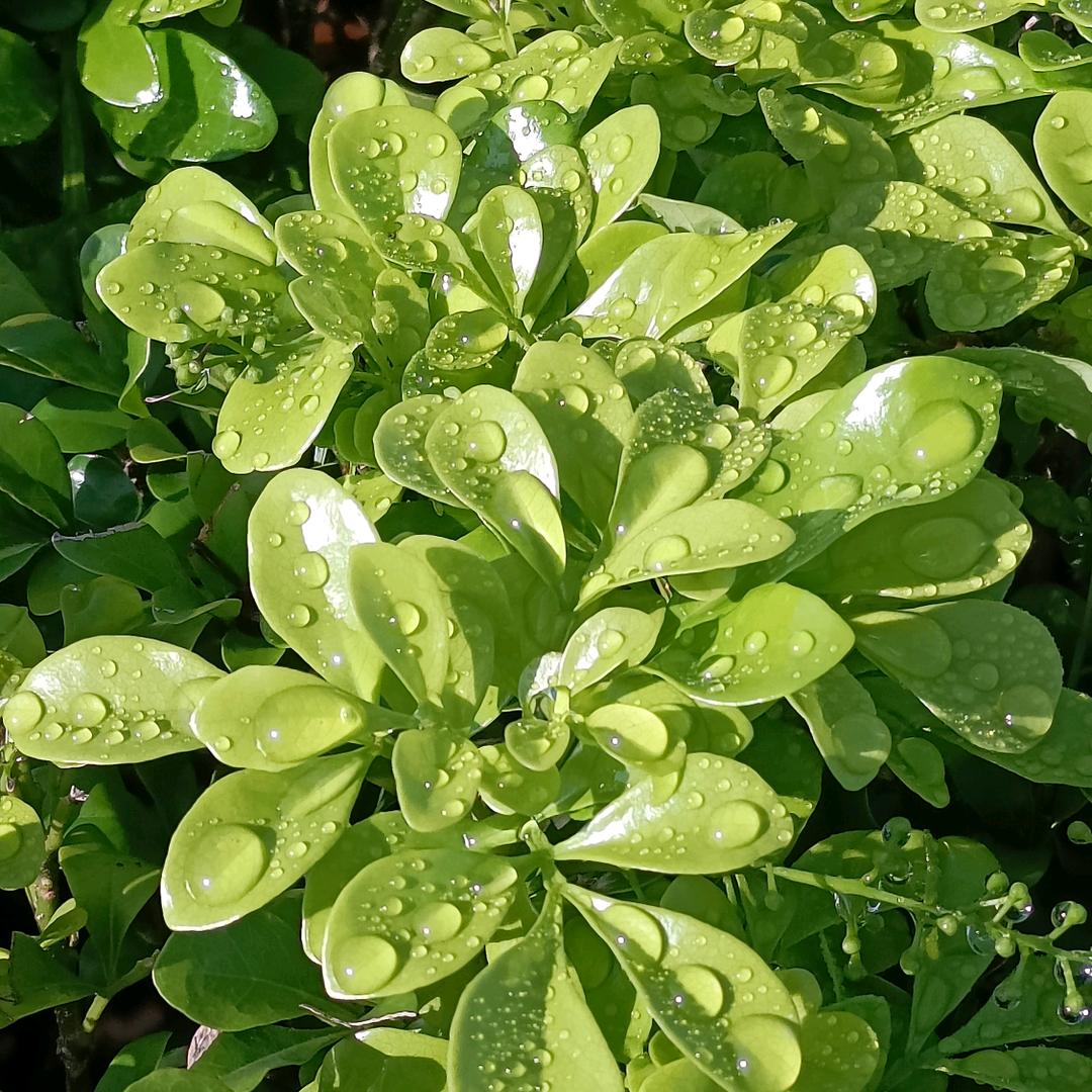 香雅织带源头厂家