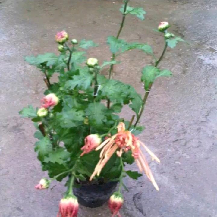 婉🌸橱窗好物