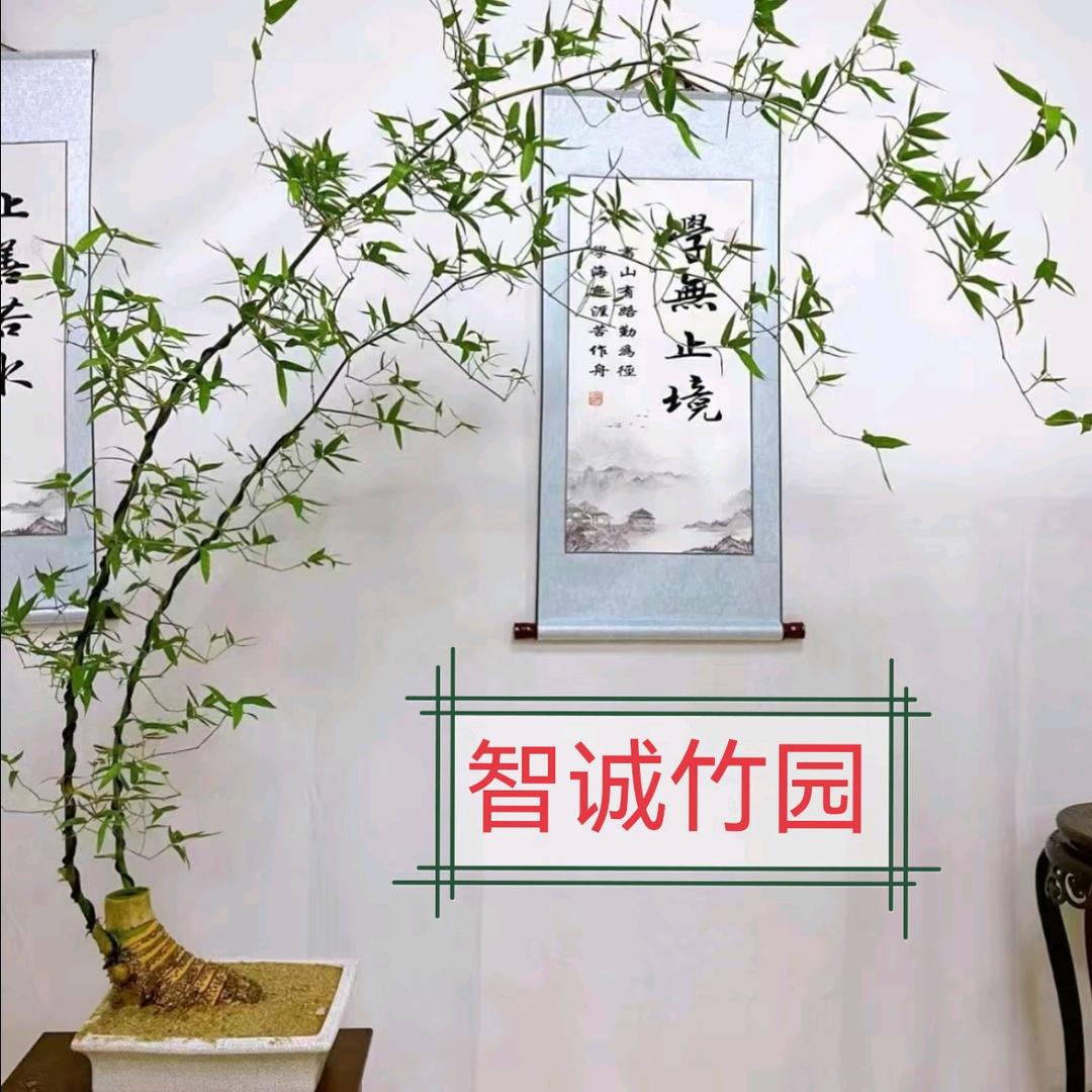 智诚竹乐园