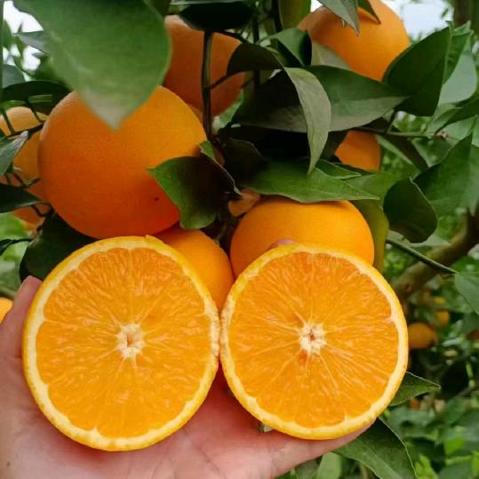 🔥橘🍊子🍑哥🍊