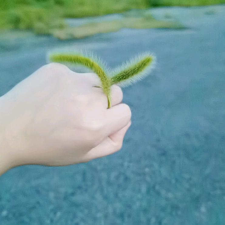A冰糖