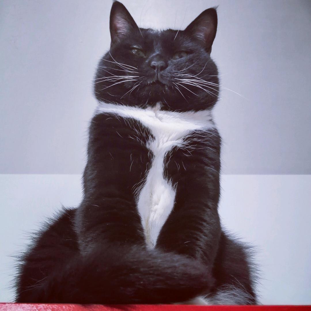 2条猫腿子