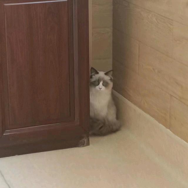 鲈鱼不吃🐠
