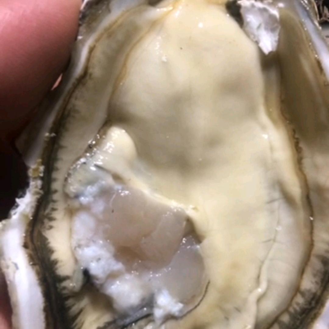 占陇壹鲜生蚝批发零售