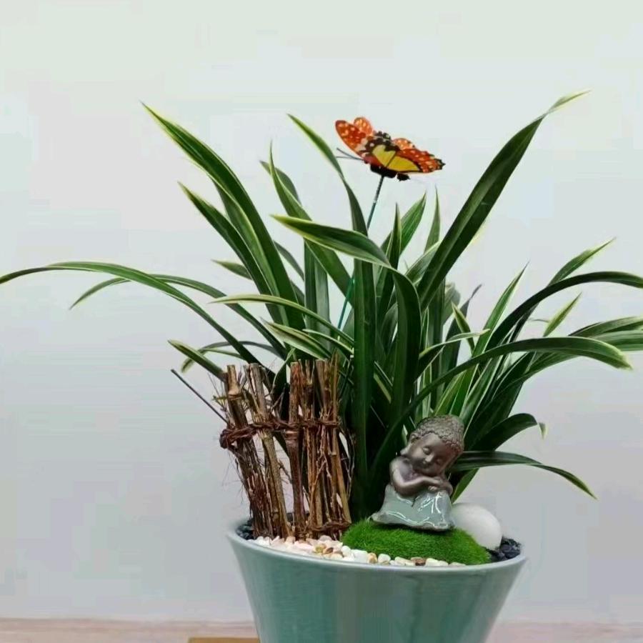 老曹家的花