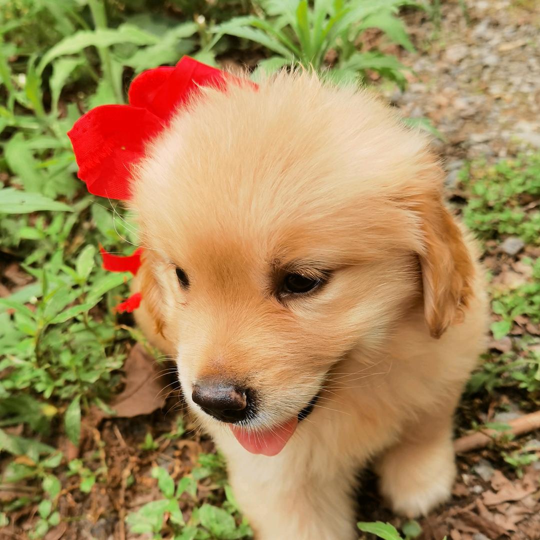 爱犬姐姐