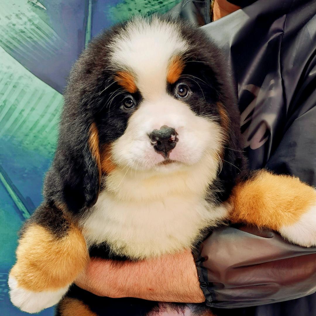 沈阳赵小明宠物 伯恩山犬
