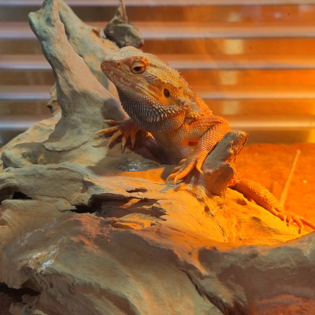小白养蜥🦎