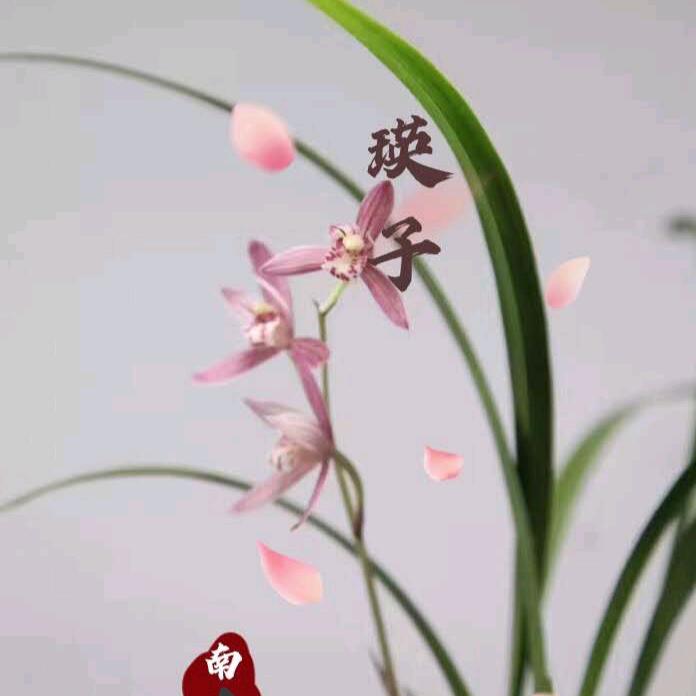 瑛子