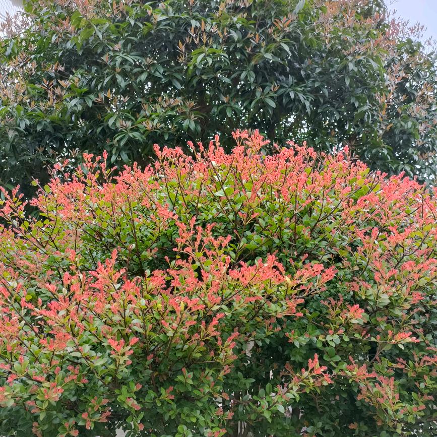 黄杨树:‘.