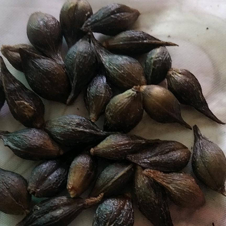 药材小哥