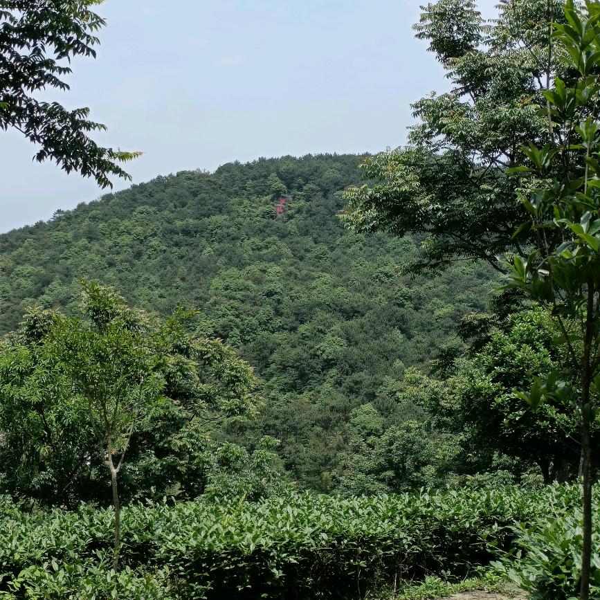 牧林智能
