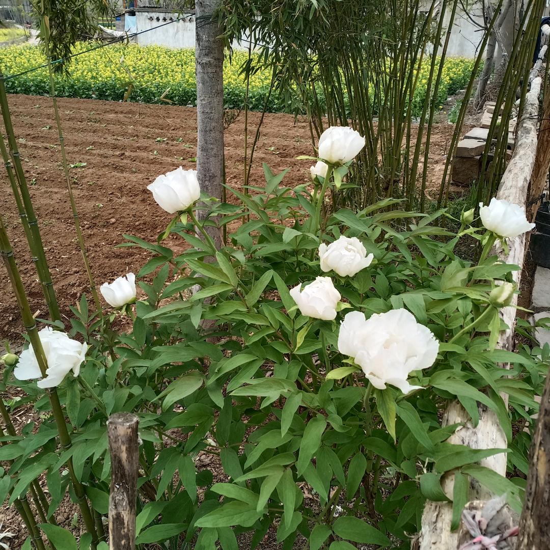 张清秀