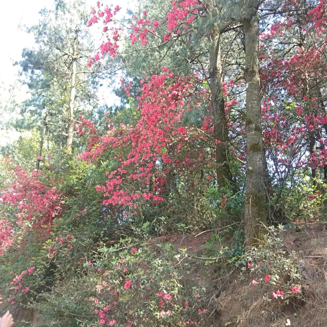 玫瑰🌹🌹