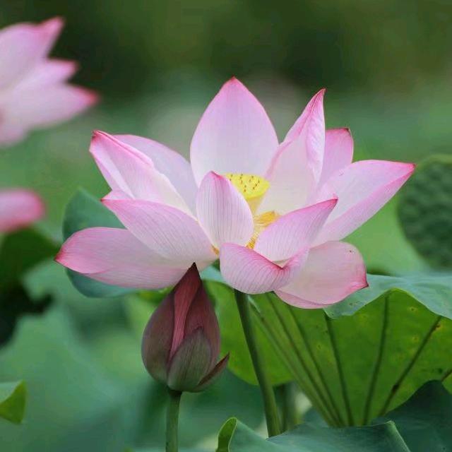 莉莉