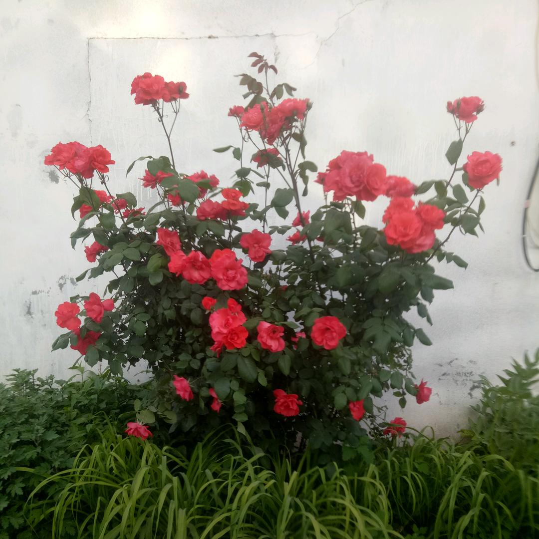 花开富贵🌸