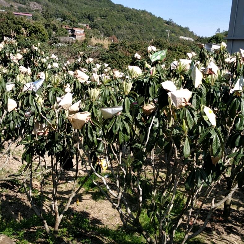 老汤圆