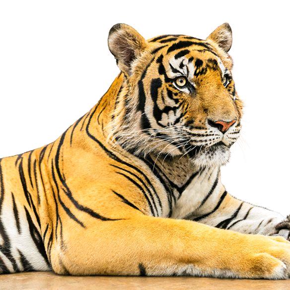 刘德华〈华仔）