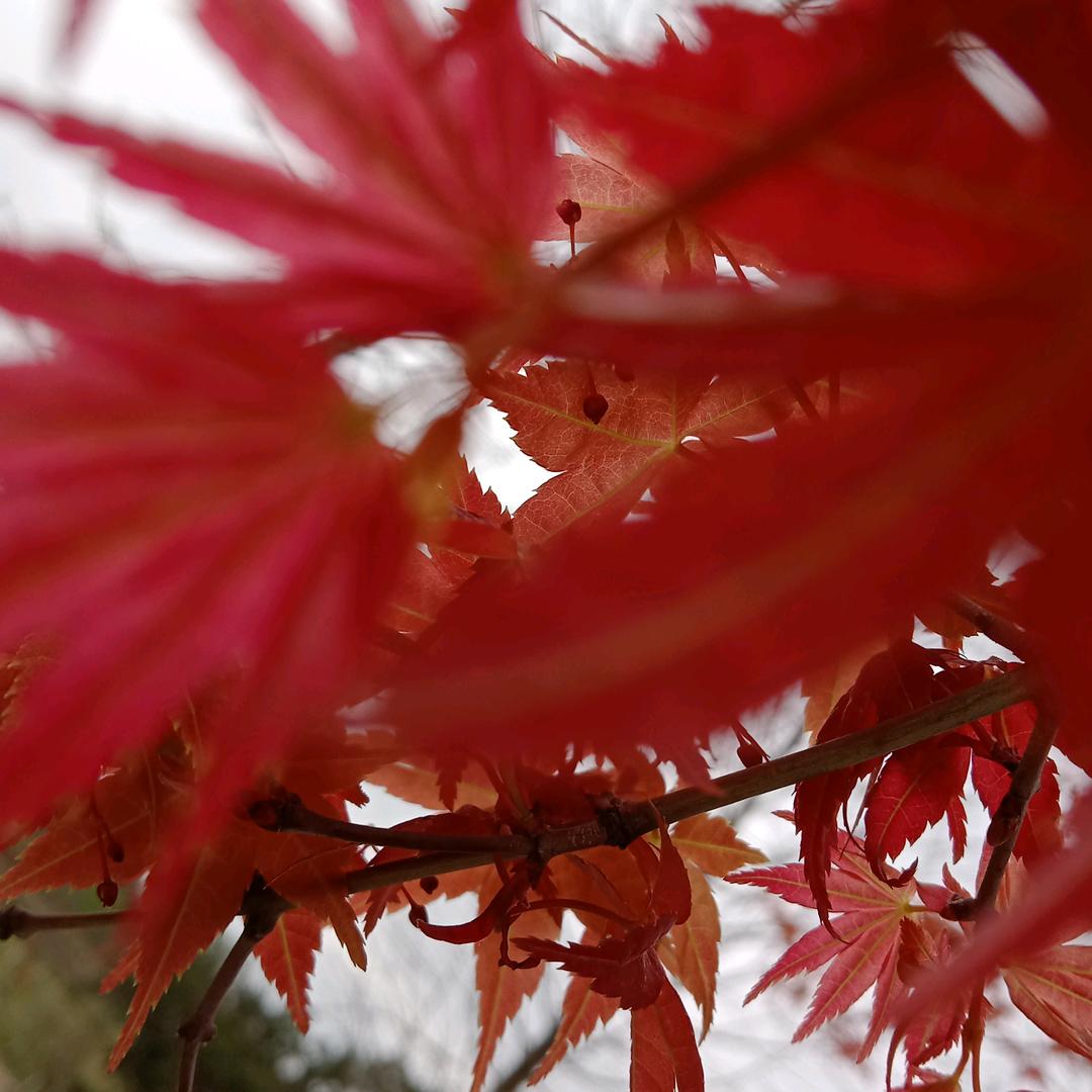 🍁🍁🍁枫叶🍁🍁🍁