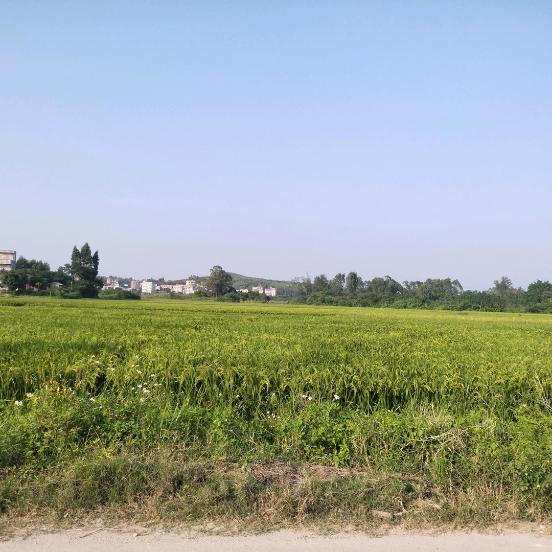 陈枫