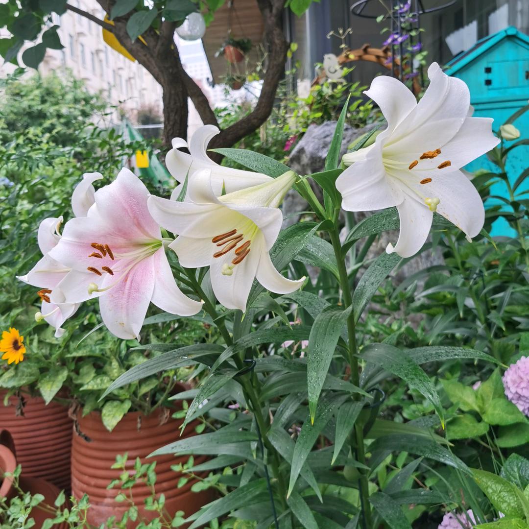觉茶道临沂驿站