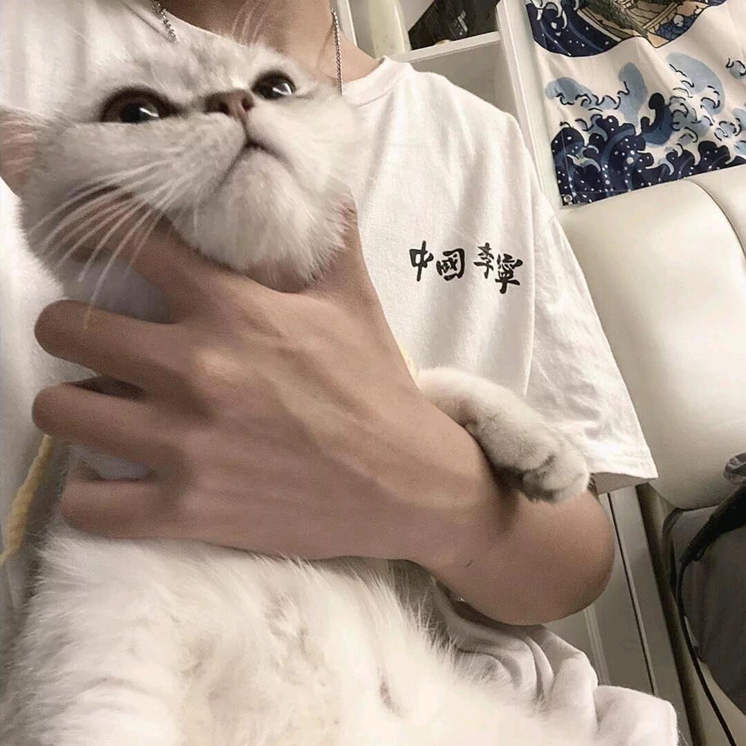 鸽子.