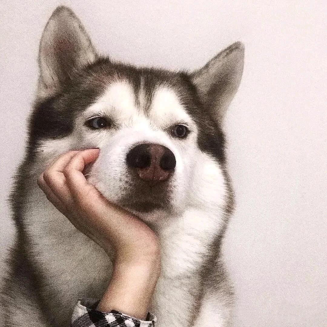 执念啊