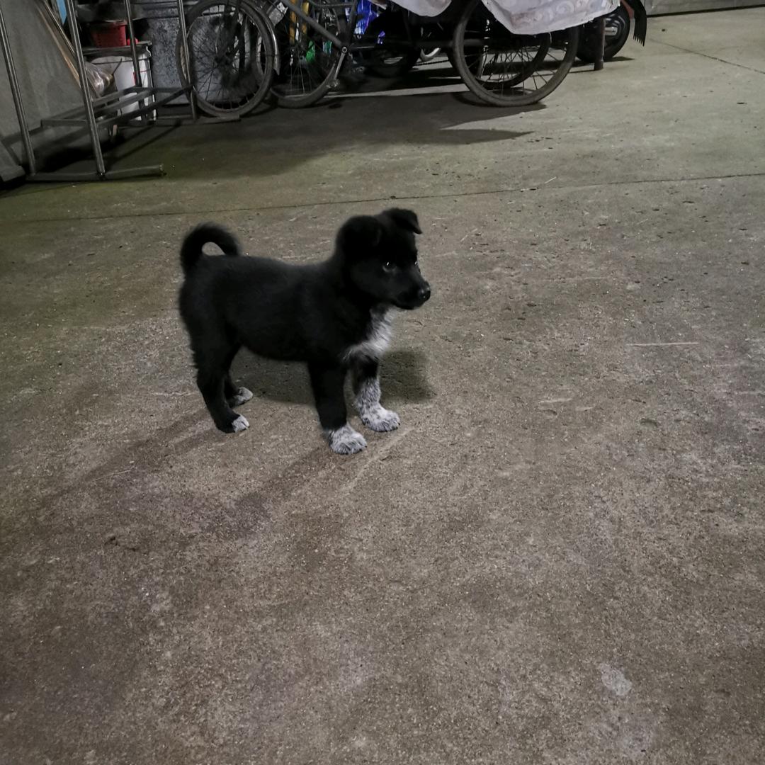 波爸