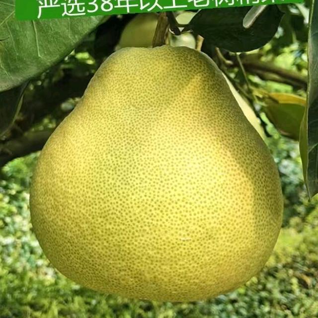 正宗度尾文旦柚农场