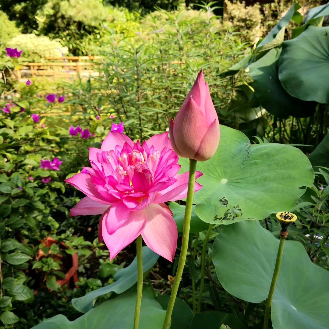陌上繁花🌸