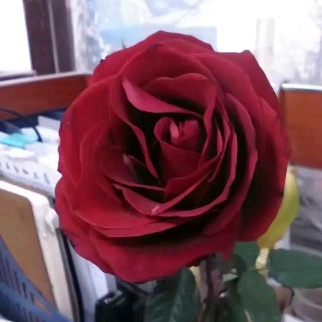 大毅小轩