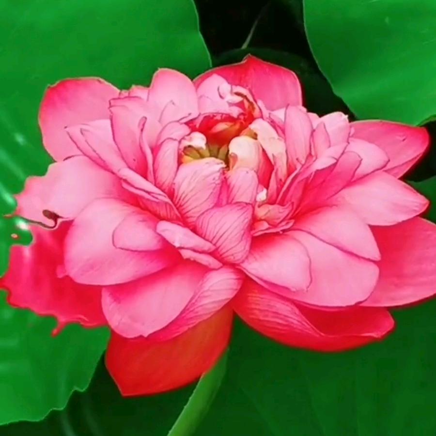 爱花之人