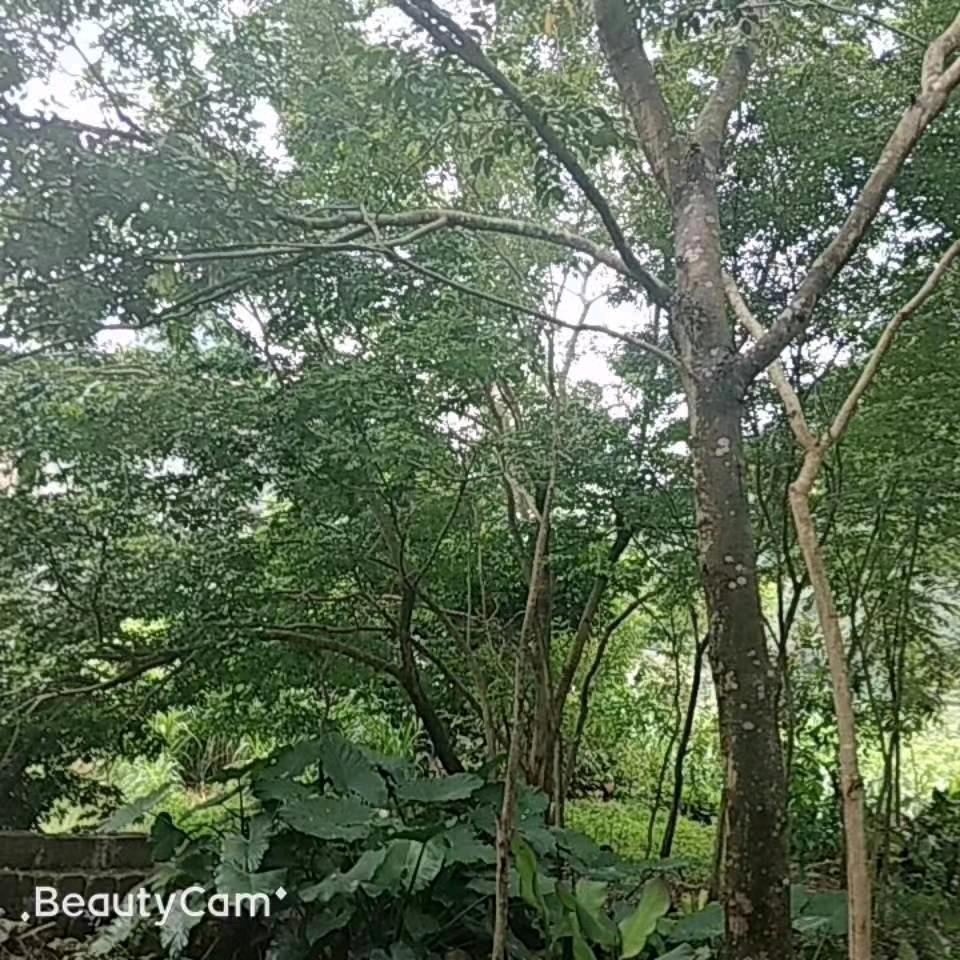 平平淡淡