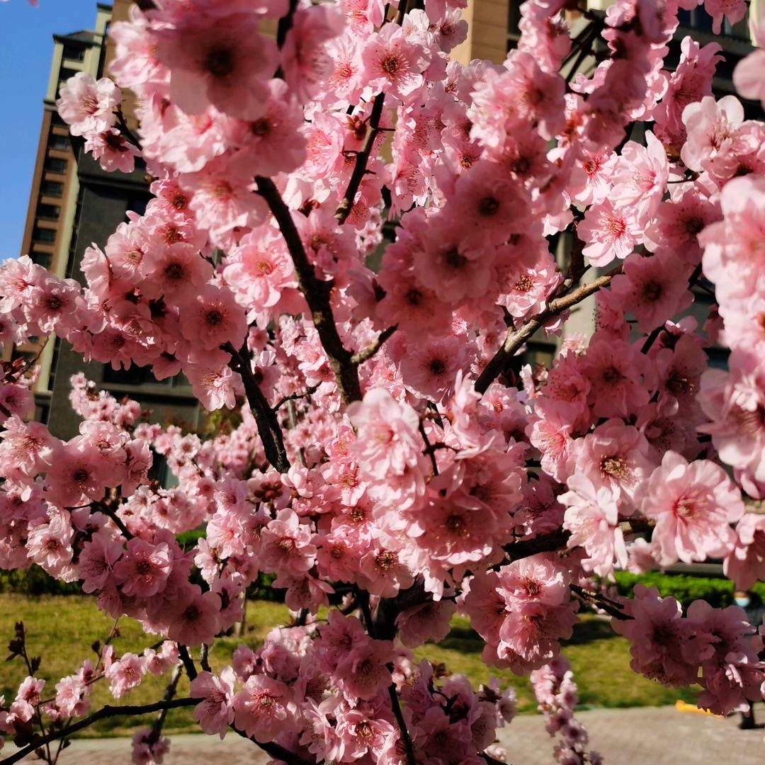 小花鹿🌸🌸