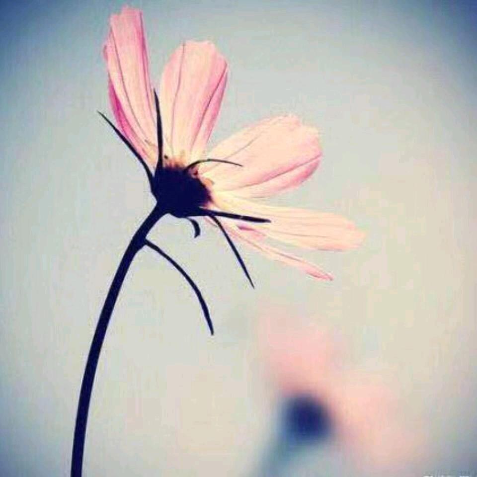 红玫瑰🌺'