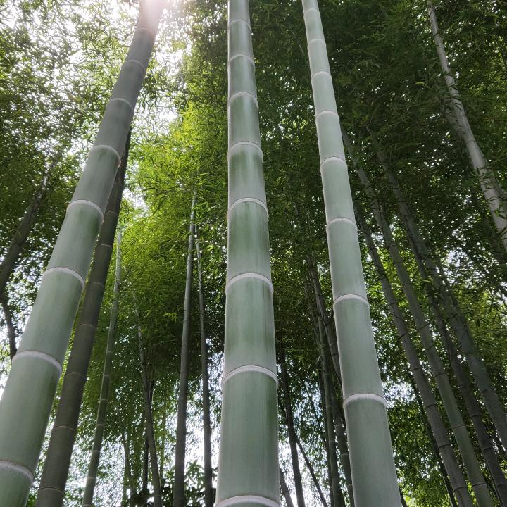 中旭华晨肠衣有限公司