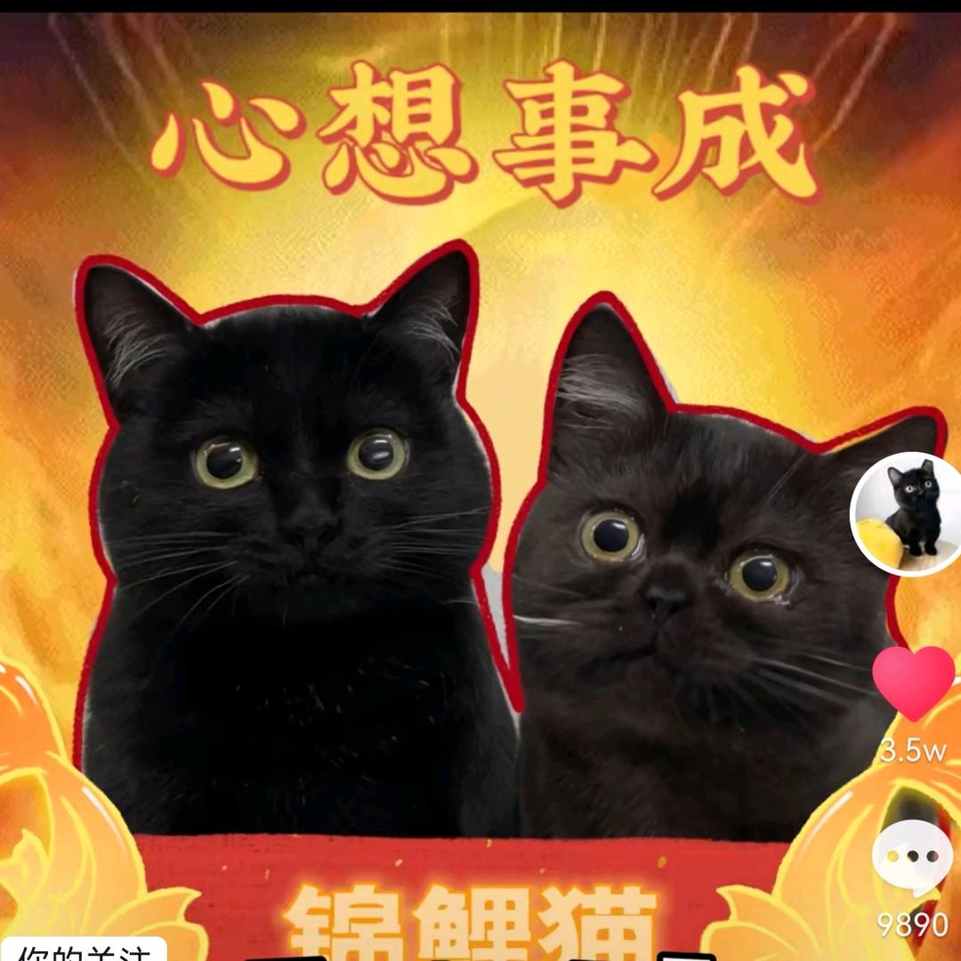 兔宝麦兜