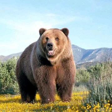 FatBear